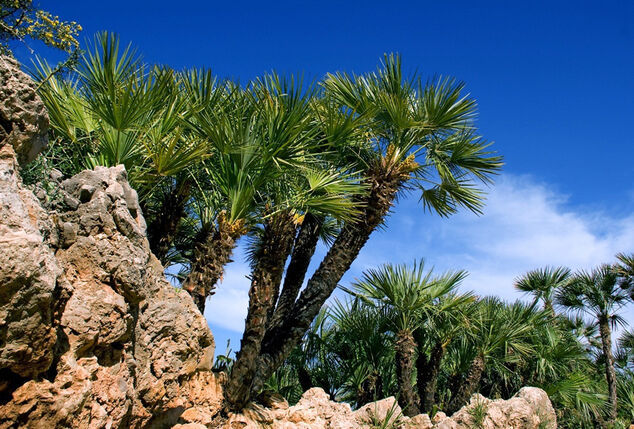 XL Palme Chamaerops Humilis