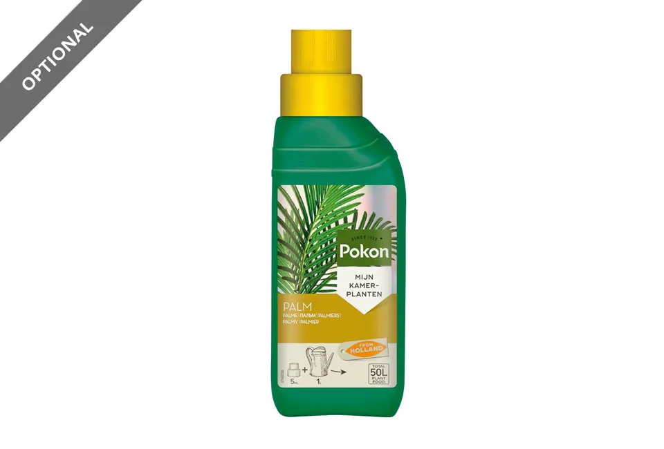 Palmera enana europea