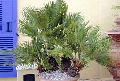 XL Palme Chamaerops Humilis — 16