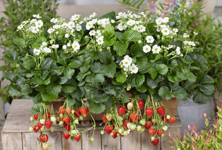 Set van 6 aardbeienplanten — 2