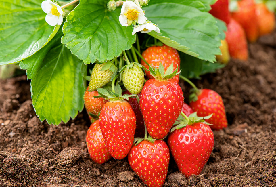 Set van 6 aardbeienplanten