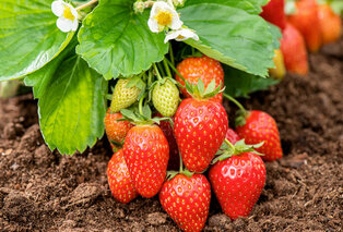 Set van 6 aardbeienplanten — 3