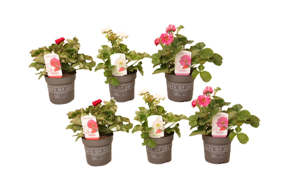 Set van 6 aardbeienplanten