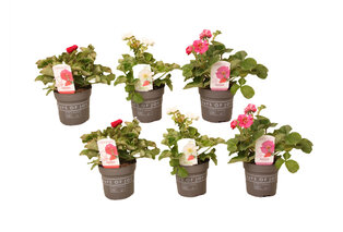 Set van 6 aardbeienplanten — 4