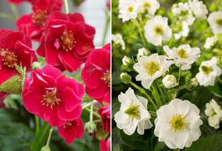 Set van 6 aardbeienplanten — 5