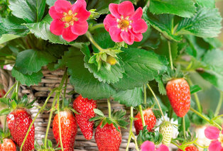 Set van 6 aardbeienplanten — 6