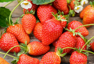 Set van 6 aardbeienplanten — 7