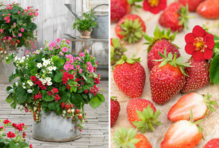Set van 6 aardbeienplanten — 8