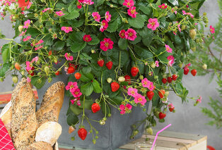 Set van 6 aardbeienplanten — 9