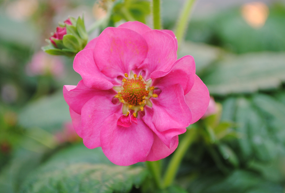 Set van 6 aardbeienplanten