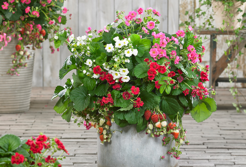 Set van 6 aardbeienplanten