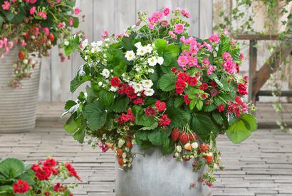 Set van 6 aardbeienplanten — 11