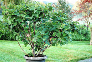 Figuier résistant au froid — Ficus Carica — 2