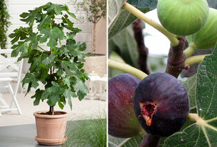 Figuier résistant au froid — Ficus Carica — 3