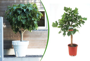 Figuier résistant au froid — Ficus Carica — 4