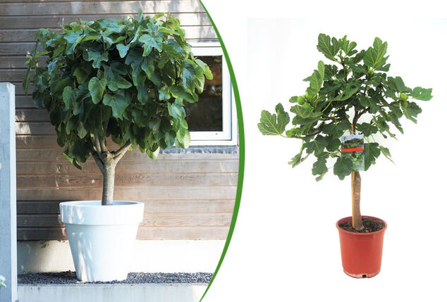Figuier résistant au froid — Ficus Carica