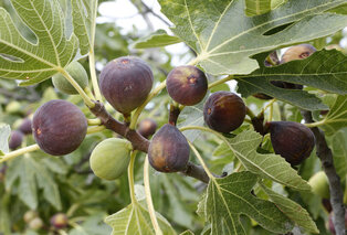 Figuier résistant au froid — Ficus Carica — 5