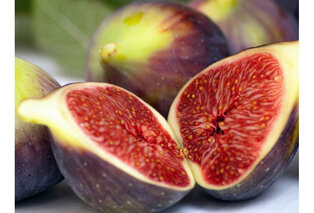 Figuier résistant au froid — Ficus Carica — 6