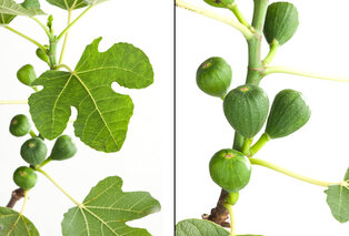 Figuier résistant au froid — Ficus Carica — 7