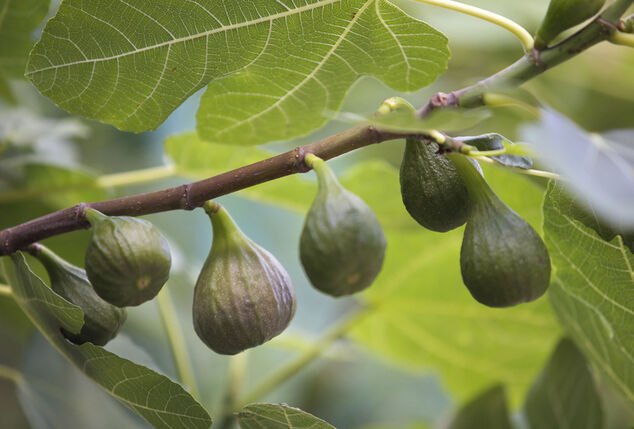 Figuier résistant au froid — Ficus Carica