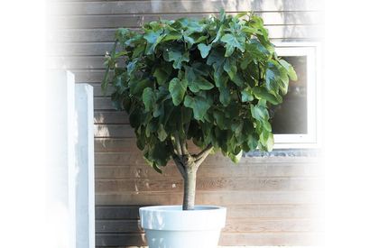 Figuier résistant au froid — Ficus Carica — 9