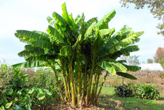 Bananenplanten