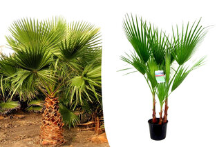 Meksykańska palma wachlarzowa
