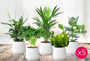 Set di 5 piante da interno