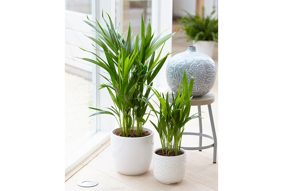 Set de 5 plantes d’intérieur dépolluantes