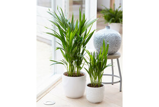 Set de 5 plantes d’intérieur dépolluantes — 2