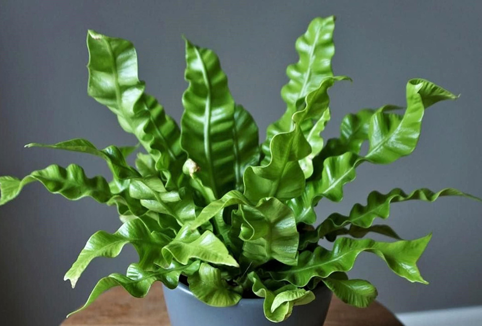 Set de 5 plantes d’intérieur dépolluantes