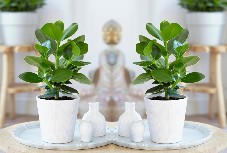 Set de 5 plantes d’intérieur dépolluantes
