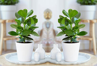 Set de 5 plantes d’intérieur dépolluantes — 4