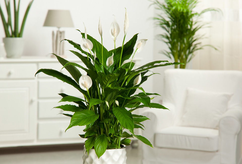 Set de 5 plantes d’intérieur dépolluantes