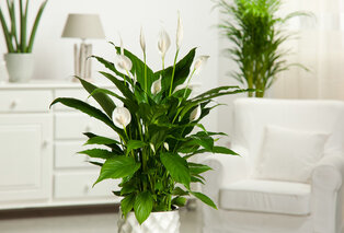 Set de 5 plantes d’intérieur dépolluantes — 5