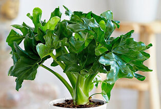Set de 5 plantes d’intérieur dépolluantes — 6
