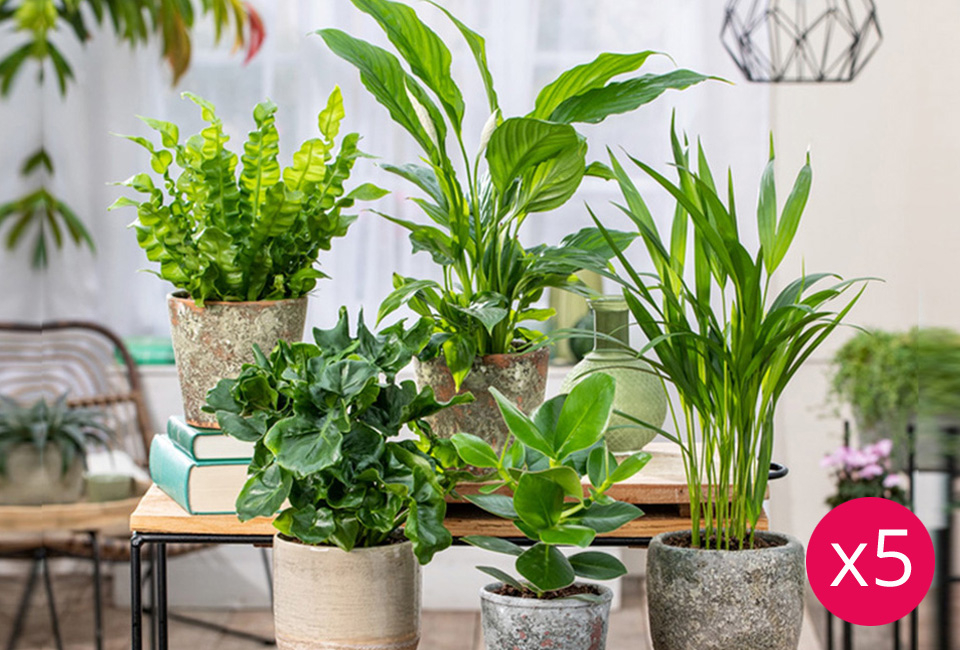 Set de 5 plantes d’intérieur dépolluantes