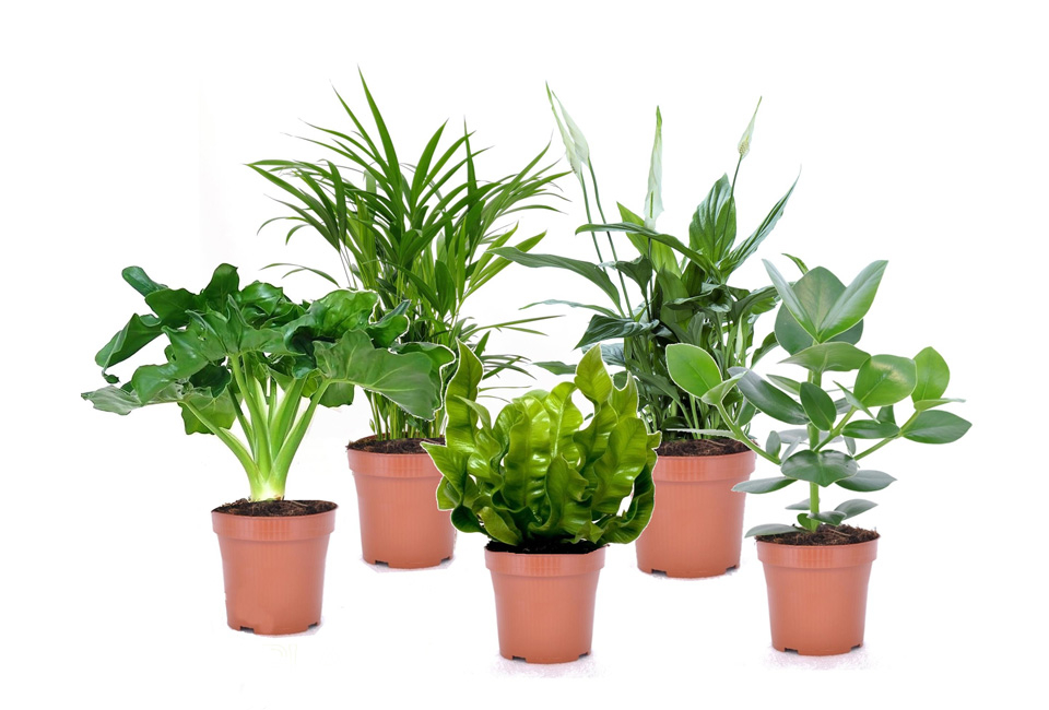 Set de 5 plantes d’intérieur dépolluantes