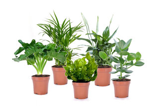 Set de 5 plantes d’intérieur dépolluantes — 8