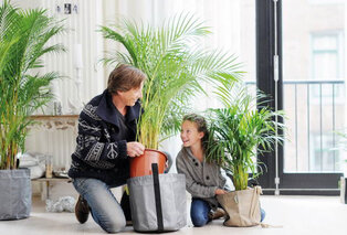 Set de 5 plantes d’intérieur dépolluantes — 9