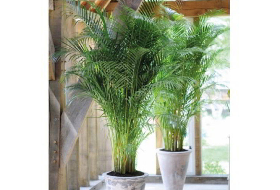 Set de 5 plantes d’intérieur dépolluantes