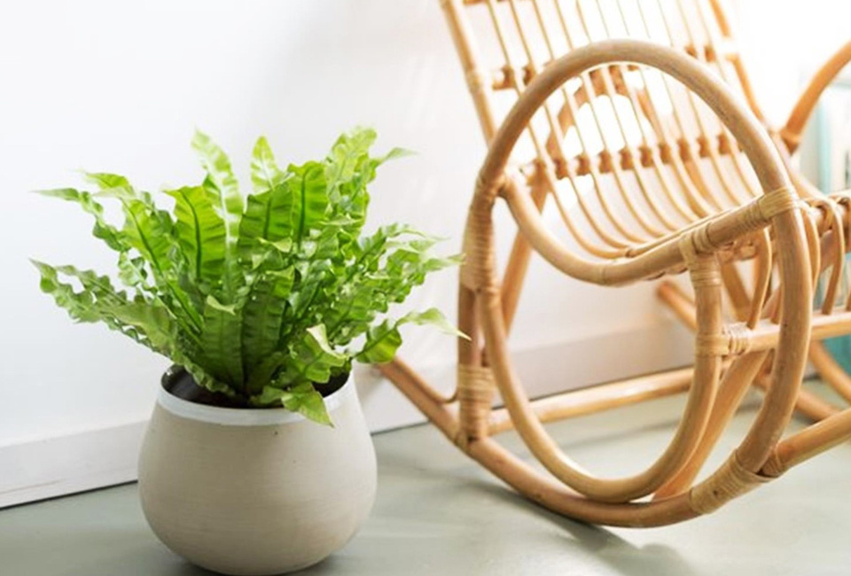 Set de 5 plantes d’intérieur dépolluantes