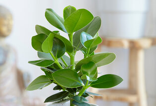 Set de 5 plantes d’intérieur dépolluantes — 12