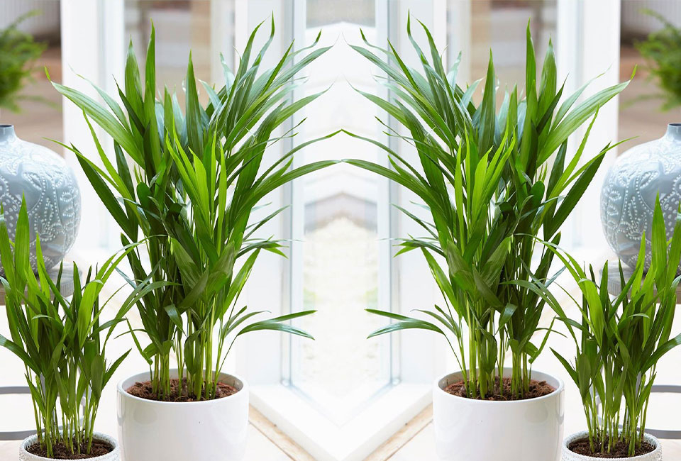 Set de 5 plantes d’intérieur dépolluantes