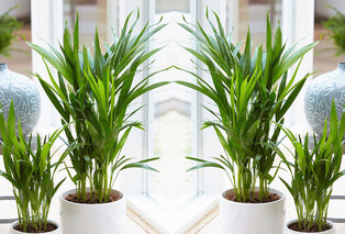 Set de 5 plantes d’intérieur dépolluantes — 13