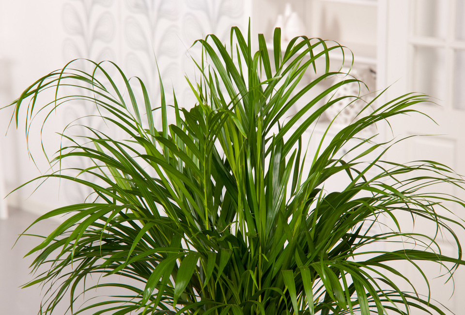 Set de 5 plantes d’intérieur dépolluantes