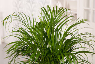 Set de 5 plantes d’intérieur dépolluantes — 14