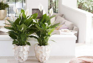 Set de 5 plantes d’intérieur dépolluantes — 15