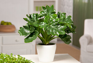 Set de 5 plantes d’intérieur dépolluantes — 16
