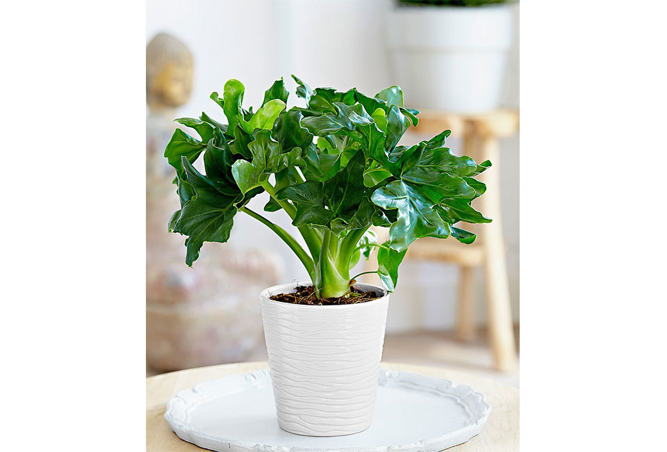 Set de 5 plantes d’intérieur dépolluantes